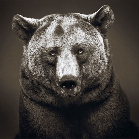 Ảnh chân dung "thanh niên nghiêm túc" của loài vật