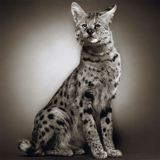 Ảnh chân dung "thanh niên nghiêm túc" của loài vật