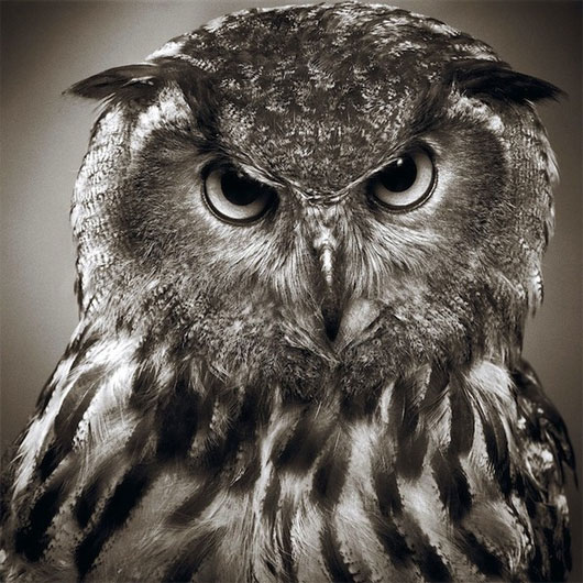 Ảnh chân dung "thanh niên nghiêm túc" của loài vật