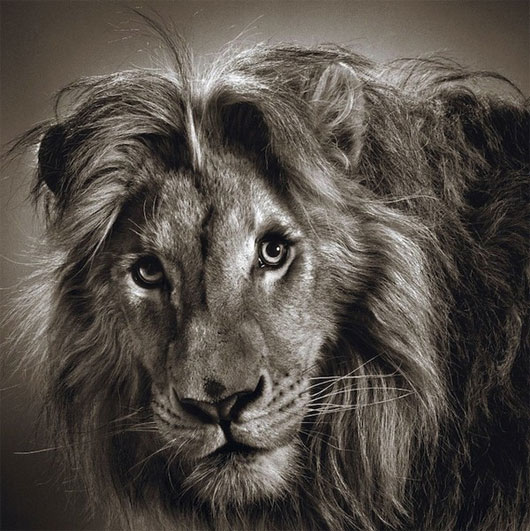 Ảnh chân dung "thanh niên nghiêm túc" của loài vật