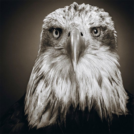 Ảnh chân dung "thanh niên nghiêm túc" của loài vật