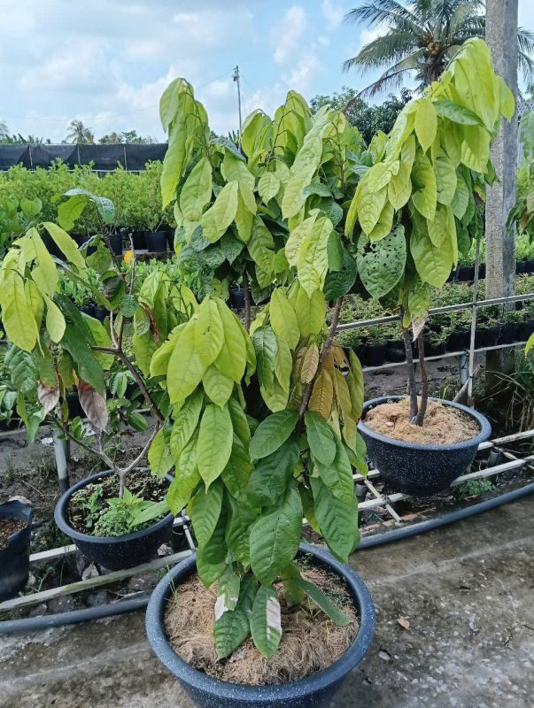 Cây Ca Cao Trưởng Thành