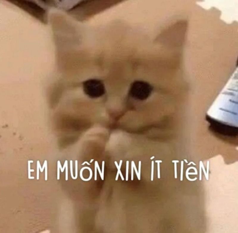 Meme xin tiền