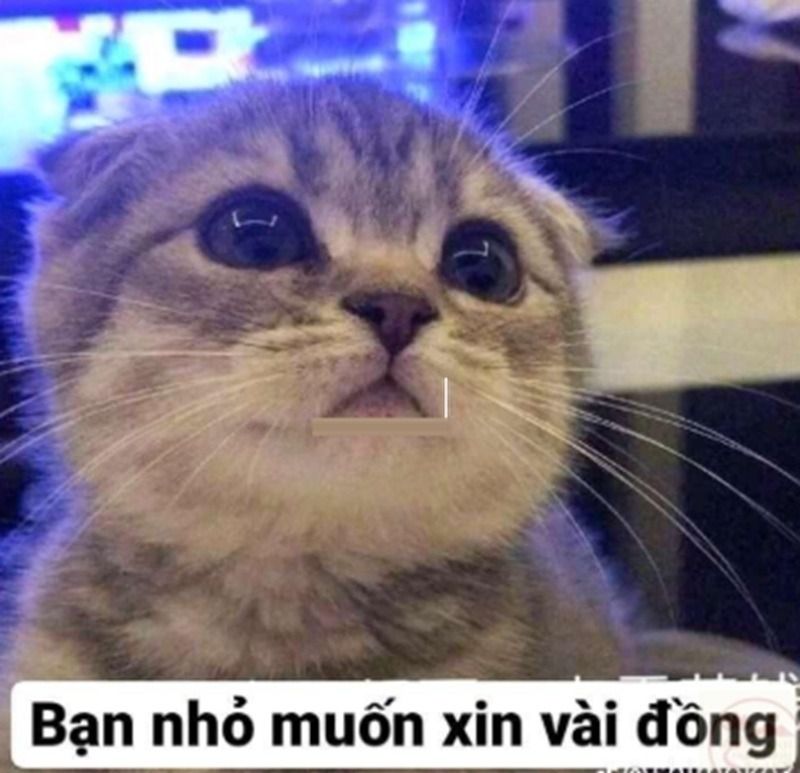 Meme xin tiền