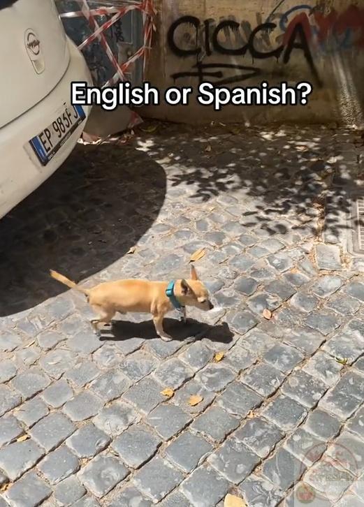 english or spanish meme template