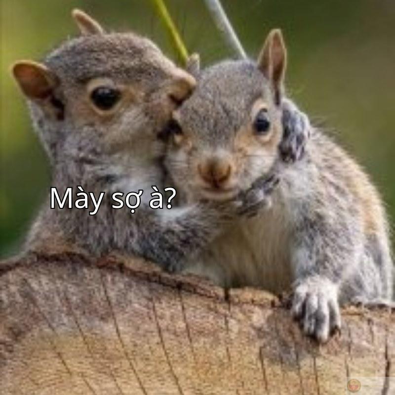 Trốn nhanh vậy chắc có kinh nghiệm rồi