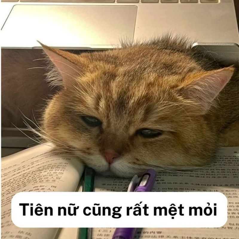 Meme deadline siêu lầy lội