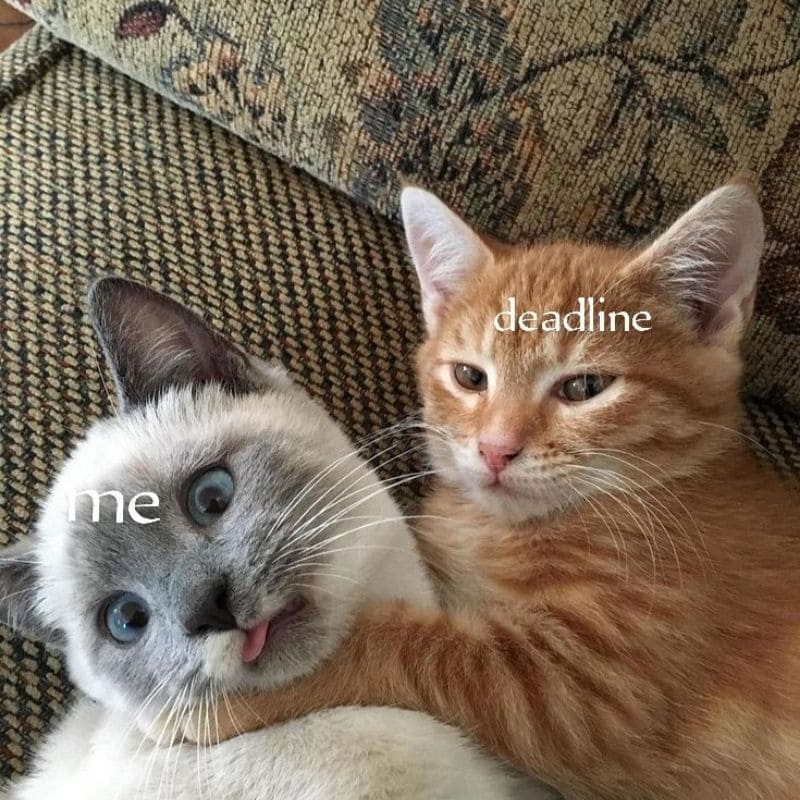 meme chạy deadline có chữ