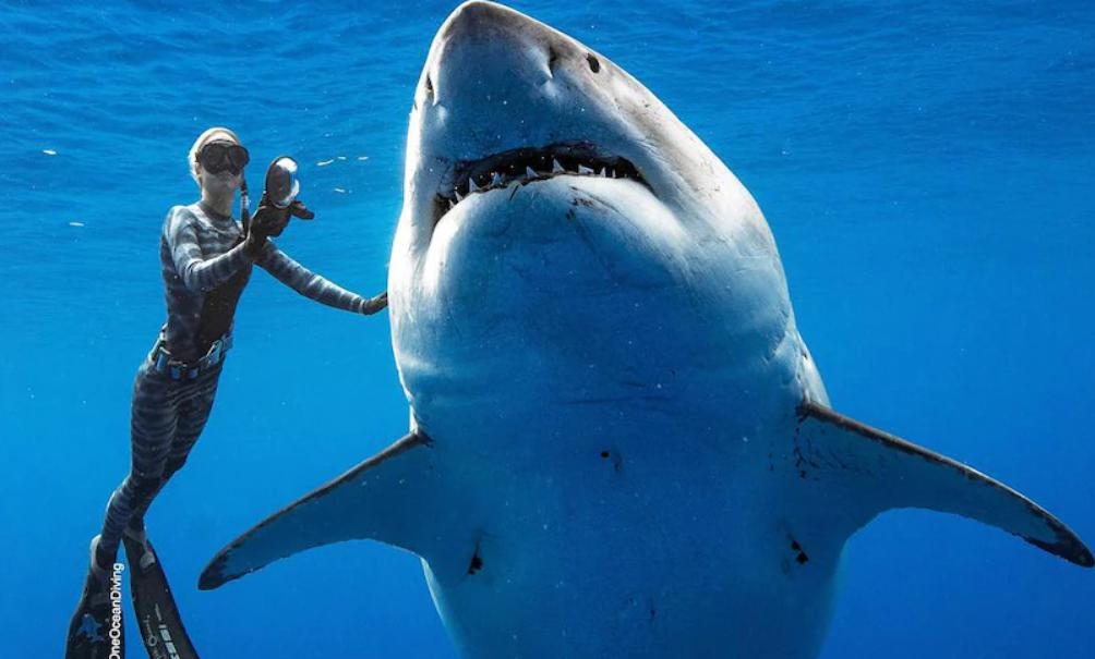 Nếu nghĩ rằng con người đang đứng đầu chuỗi thức ăn, bạn có thể đã nhầm