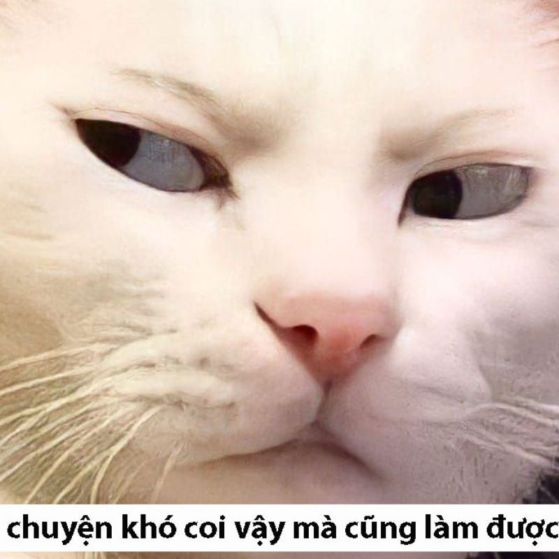 Cơm chó meme ganh tỵ