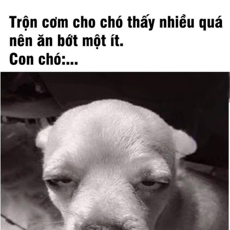 Cơm chó meme đúng nghĩa đen