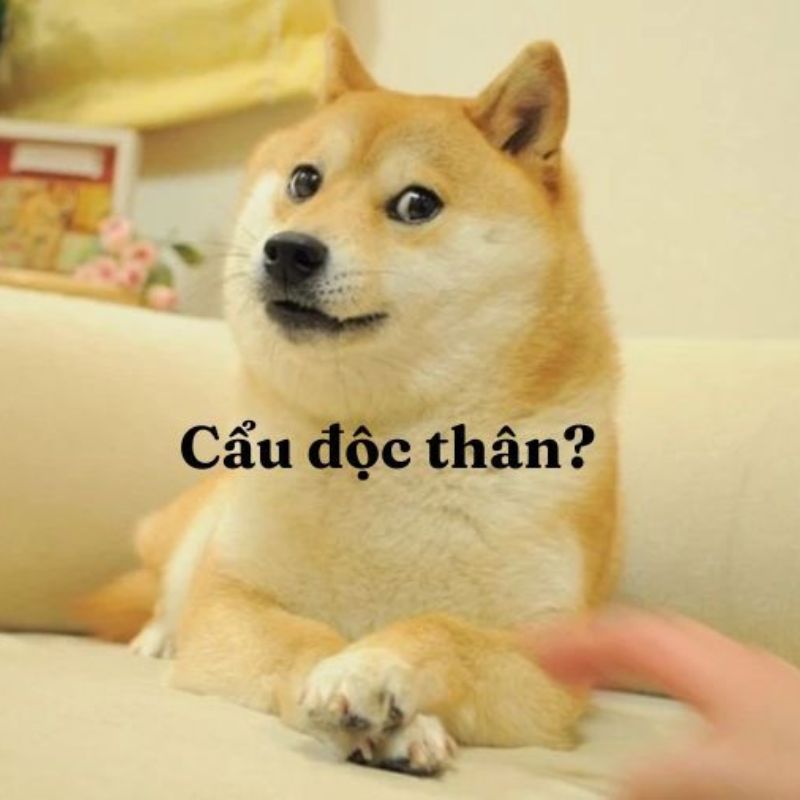 Cẩu lương meme hài hước