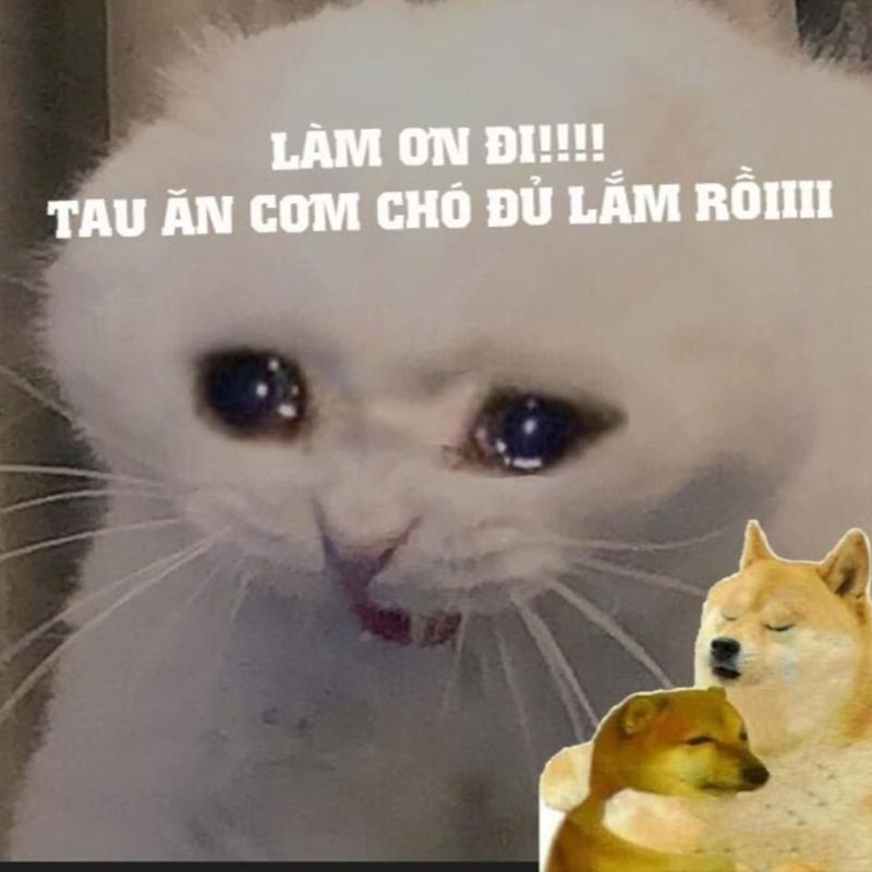 Cơm chó là gì? 101+ ảnh cơm chó meme lầy lội khiến hội FA “khóc thét”