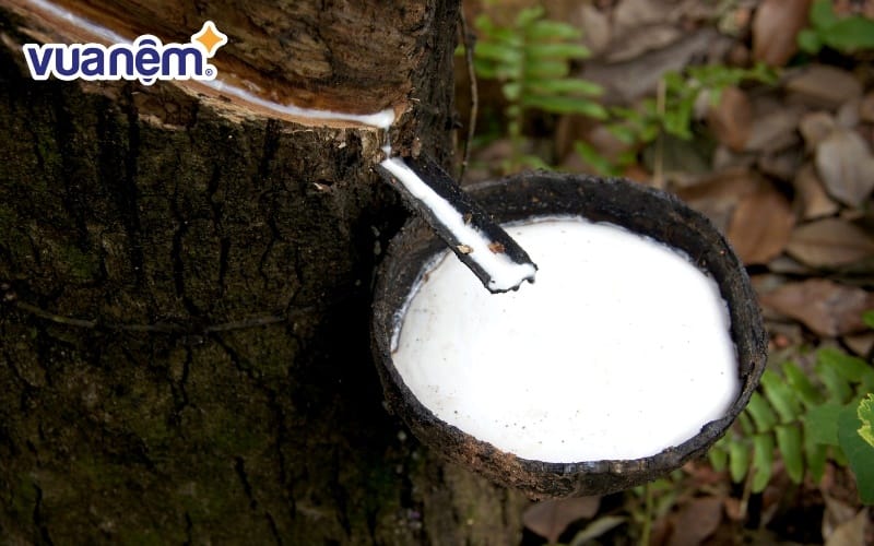 Cao su thiên nhiên là gì? Đặc tính, ưu nhược điểm và ứng dụng