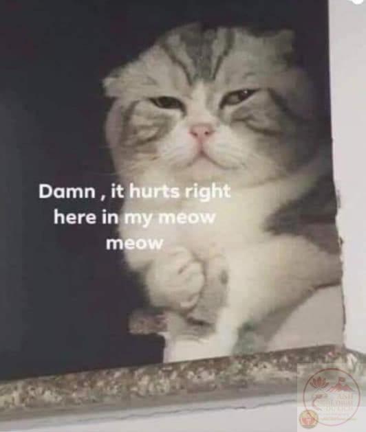 Meme đau ở đây này