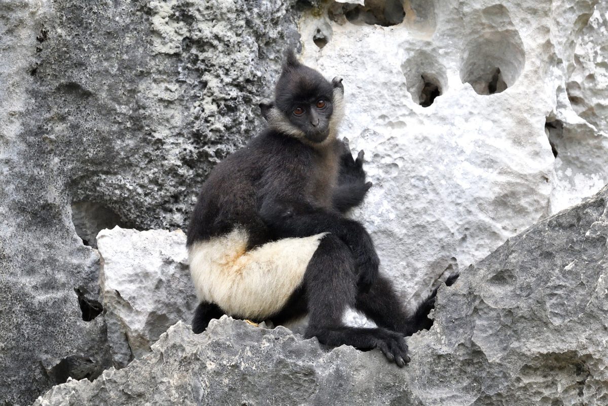 Những người theo dấu chân voọc quần đùi trắng quý hiếm