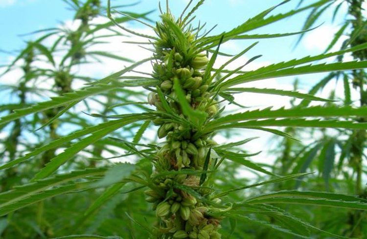 6 lợi ích sức khỏe dựa trên bằng chứng của hạt gai dầu