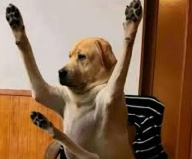 Hình ảnh meme giơ tay động vật