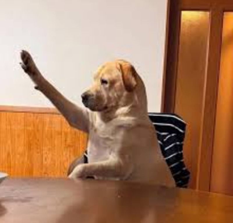 Hình ảnh meme giơ tay động vật