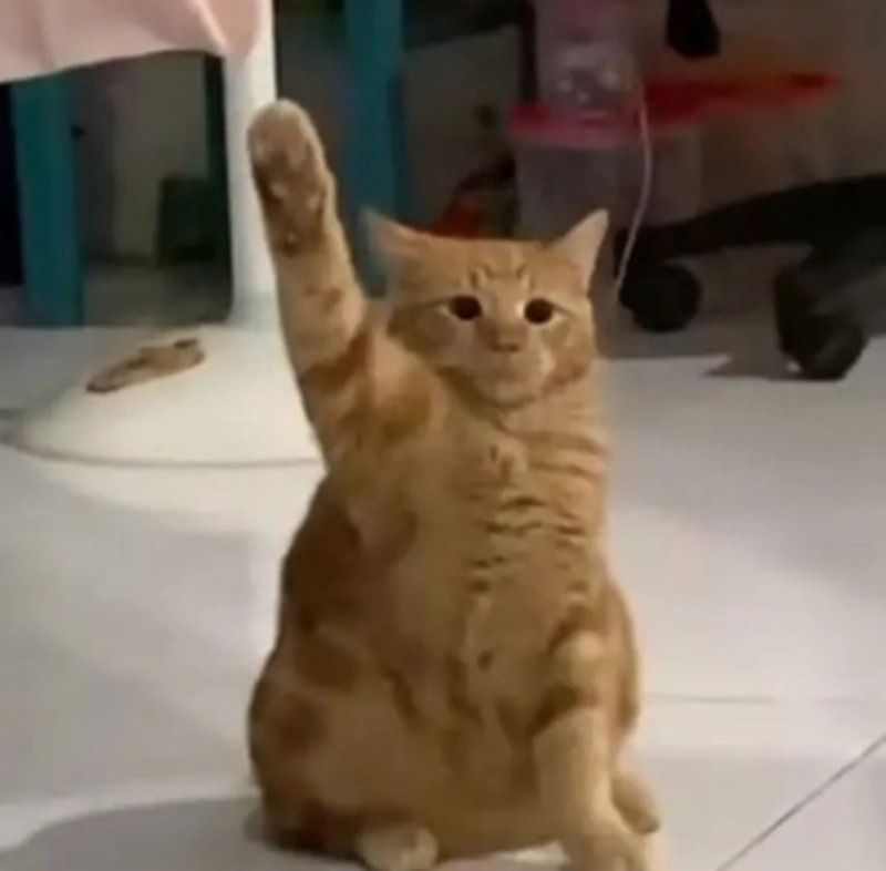 Vì sao meme giơ tay lại “viral”?