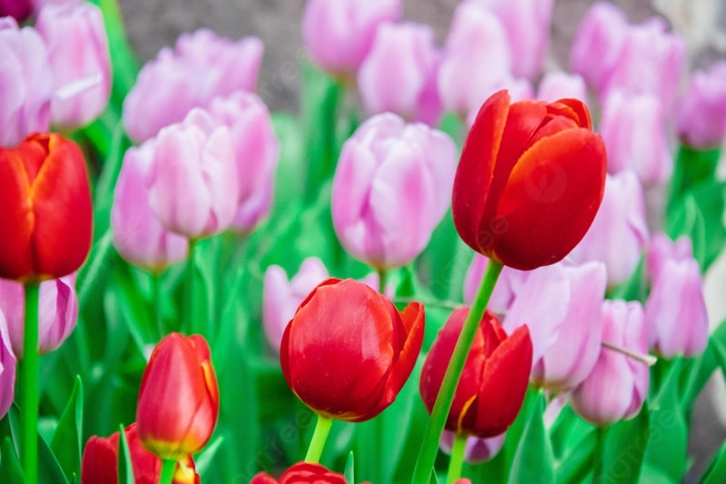 ảnh chill hoa đẹp