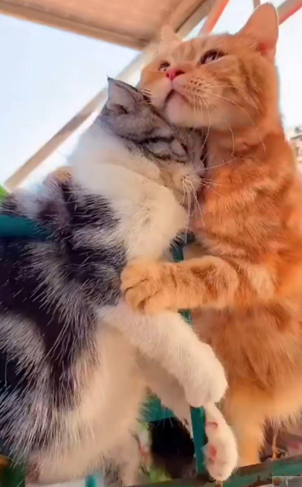 Những hình meme ôm người yêu thường gợi cảm giác lãng mạn