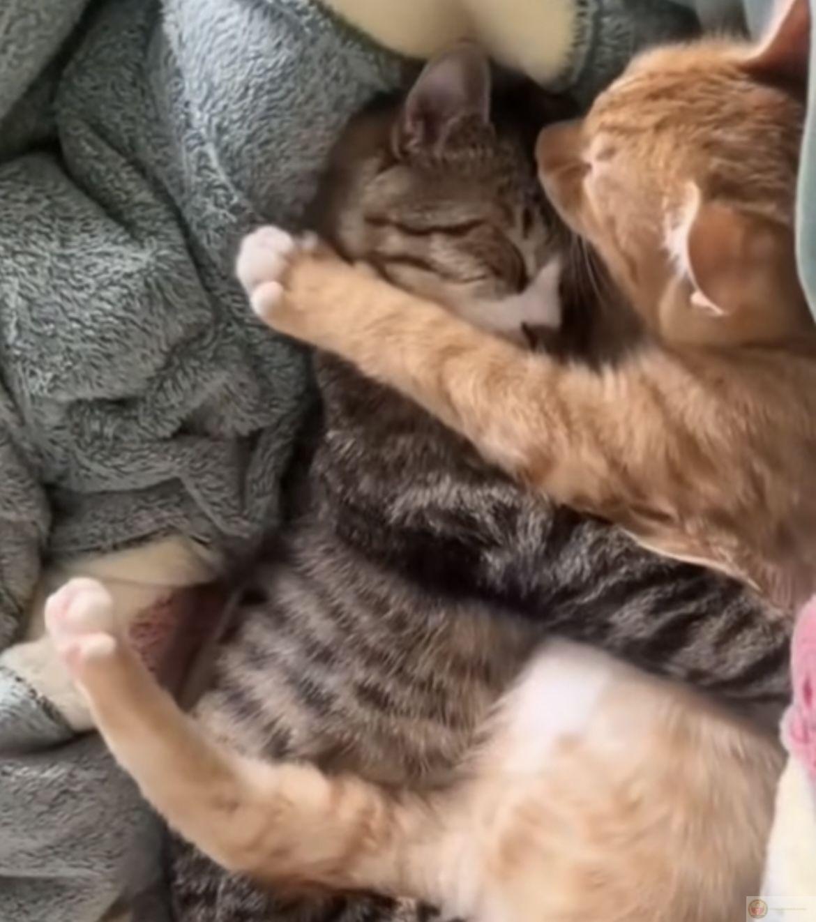 Một bức meme ôm nhau đủ để thay thế cả ngàn lời nói