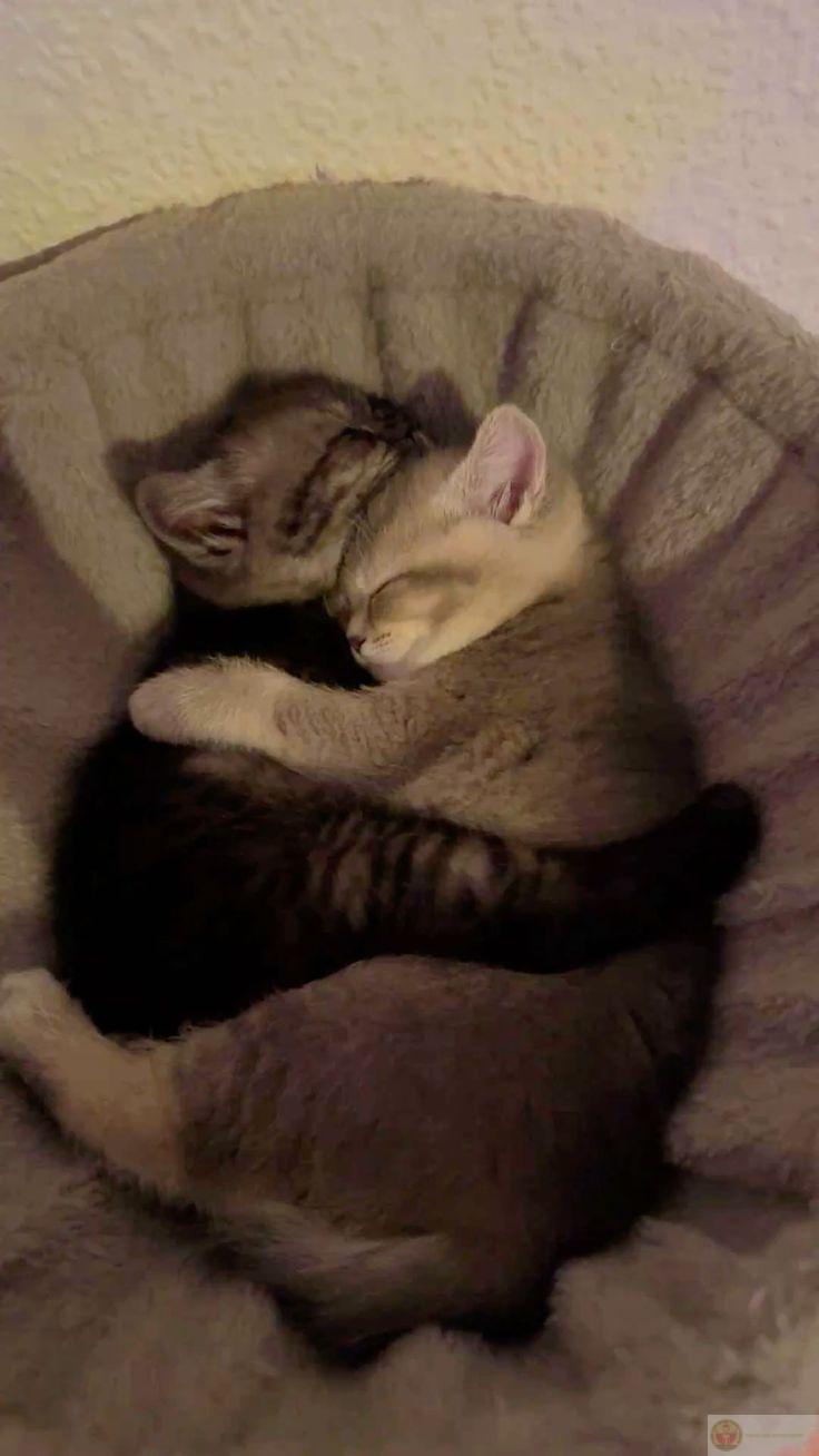 Meme ôm ôm lan tỏa không khí hài hước trong các group chat