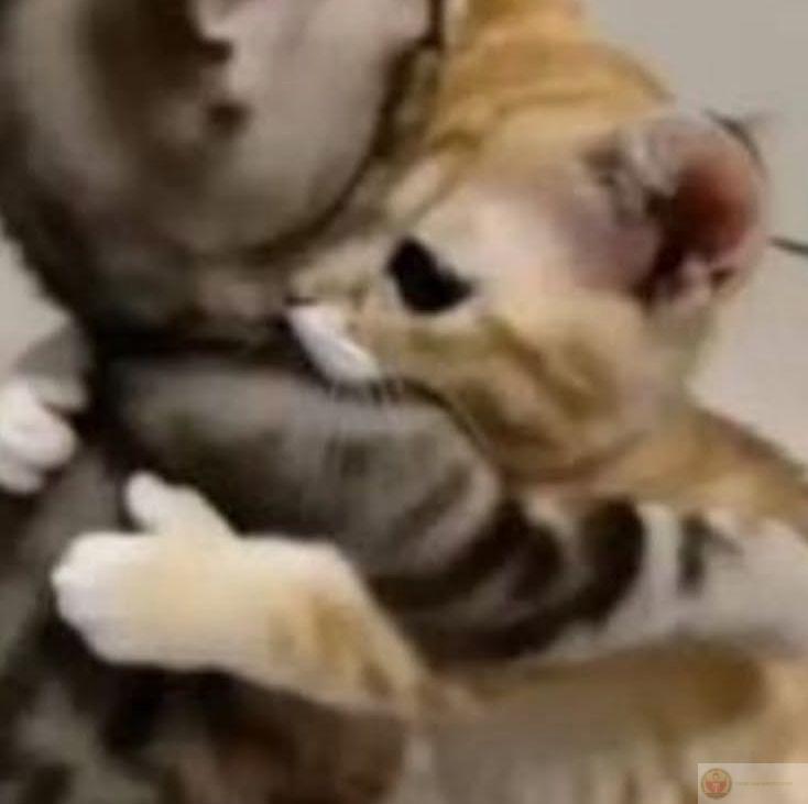 Meme ôm đầu bất ngờ khiến cuộc trò chuyện thêm phần dí dỏm