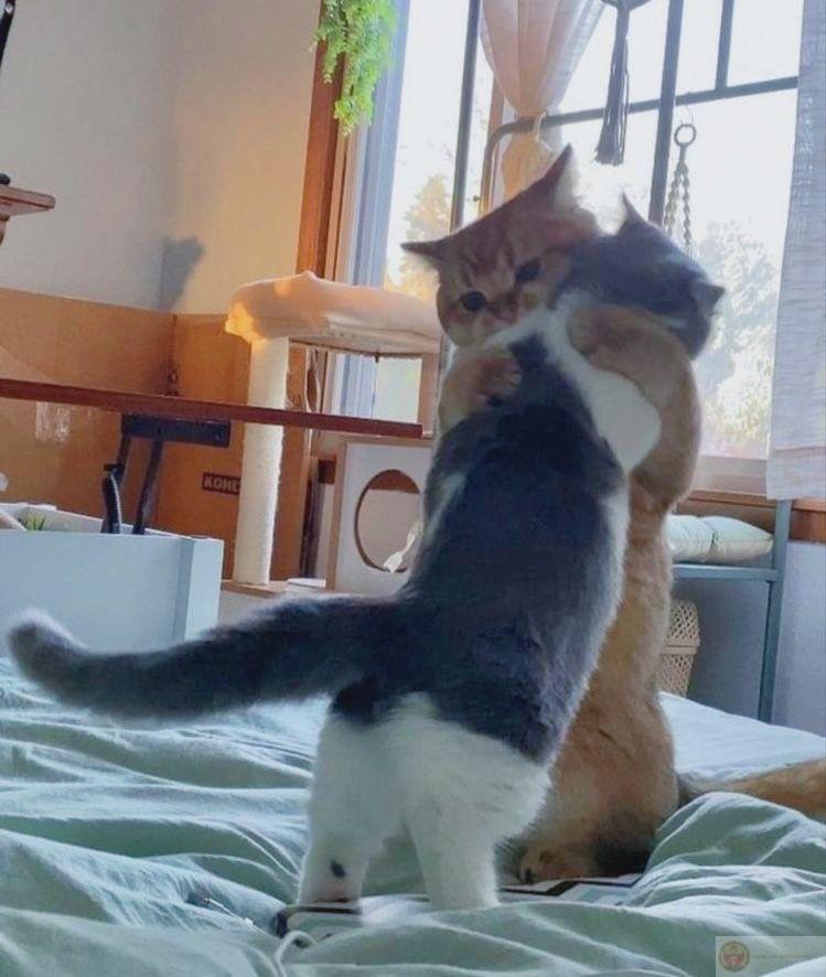 Meme ôm chân xuất hiện như một trò đùa nhỏ vui nhộn