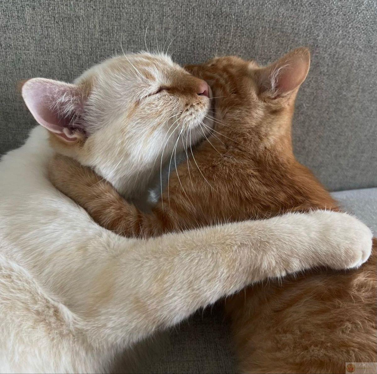 Những ảnh meme ôm lan tỏa sự dễ chịu khắp cộng đồng mạng