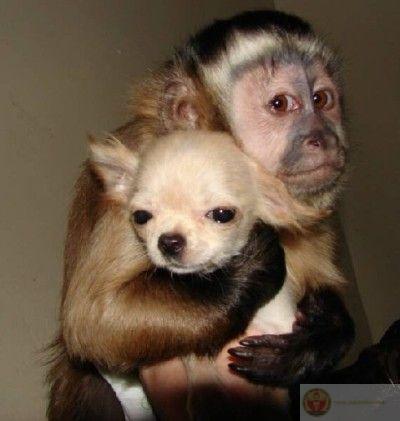 Những tấm ảnh meme ôm luôn lan tỏa nguồn năng lượng tích cực