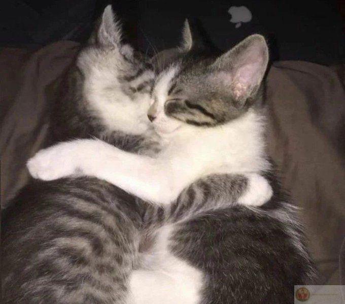 Một chiếc meme ôm tim giúp bạn thể hiện tình cảm thật dễ thương