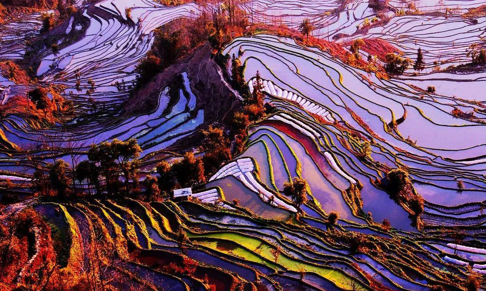 ảnh đẹp nguyên dương ruộng tím