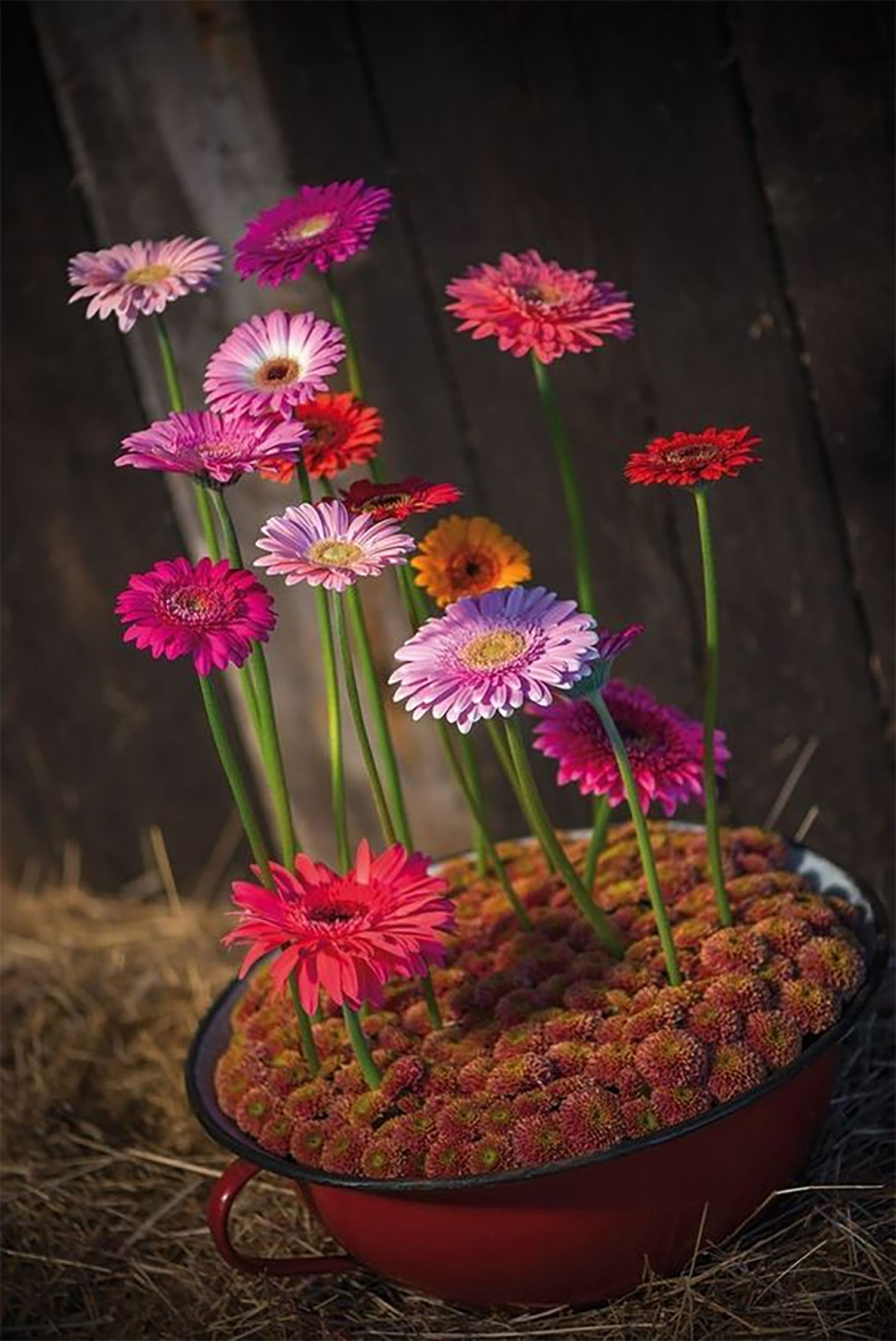 hinh-nen-hoa-tinh-mau-tu-hoa-dong-tien