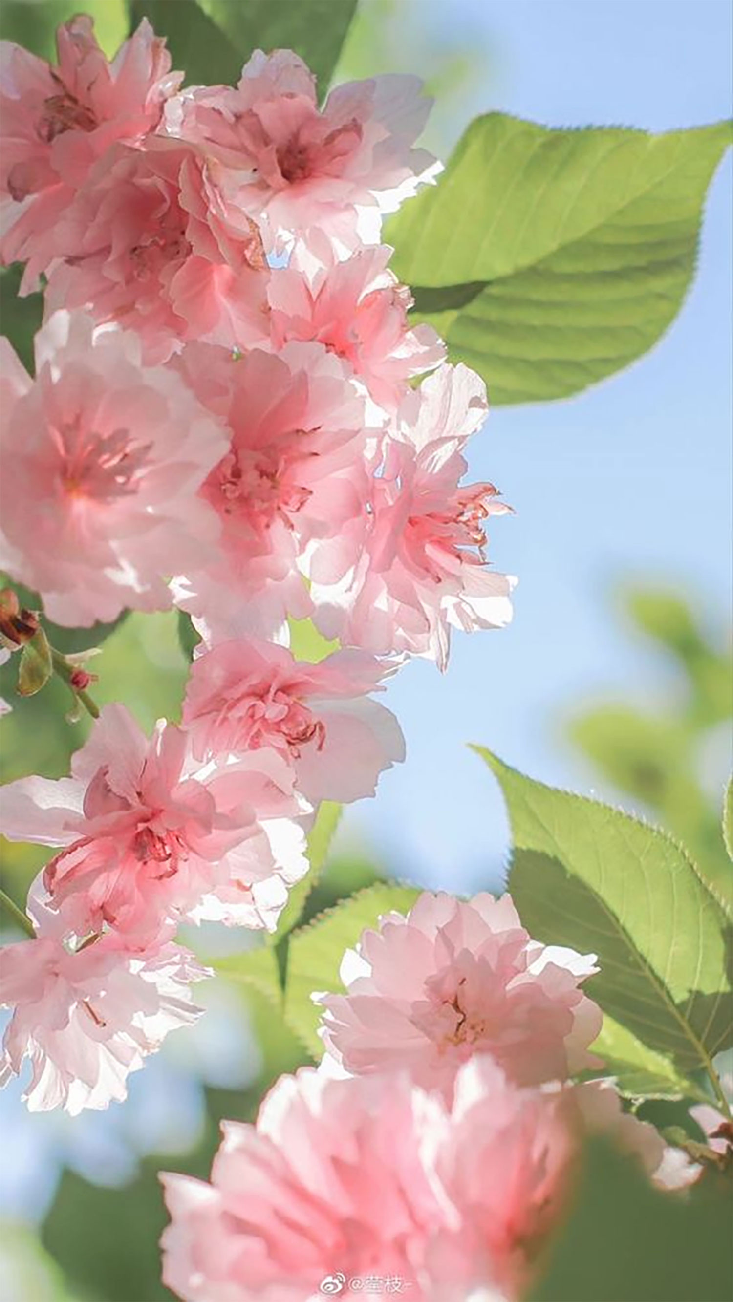 hinh-nen-hoa-tinh-mau-tu-mau-don