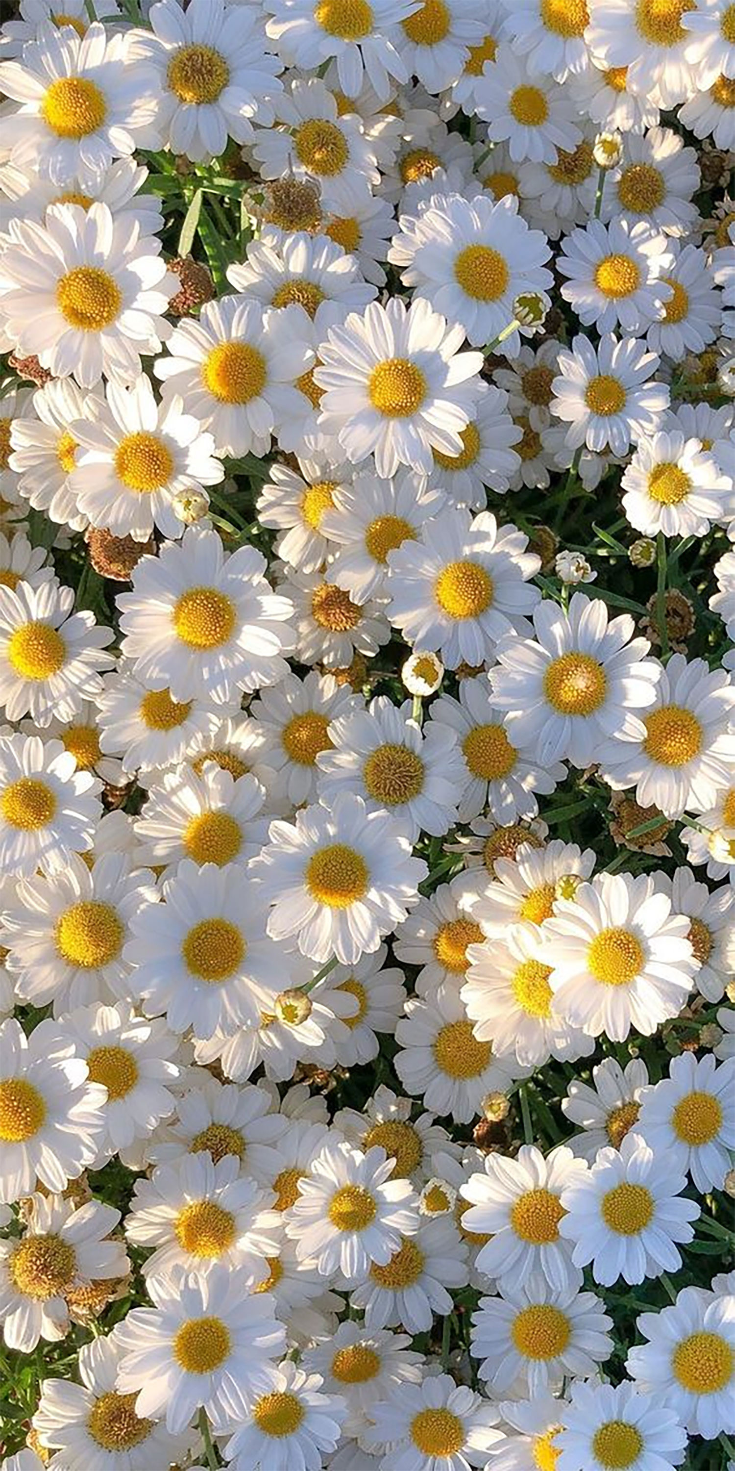 hinh-nen-hoa-tinh-ban-hoa-cuc-hoa-mi