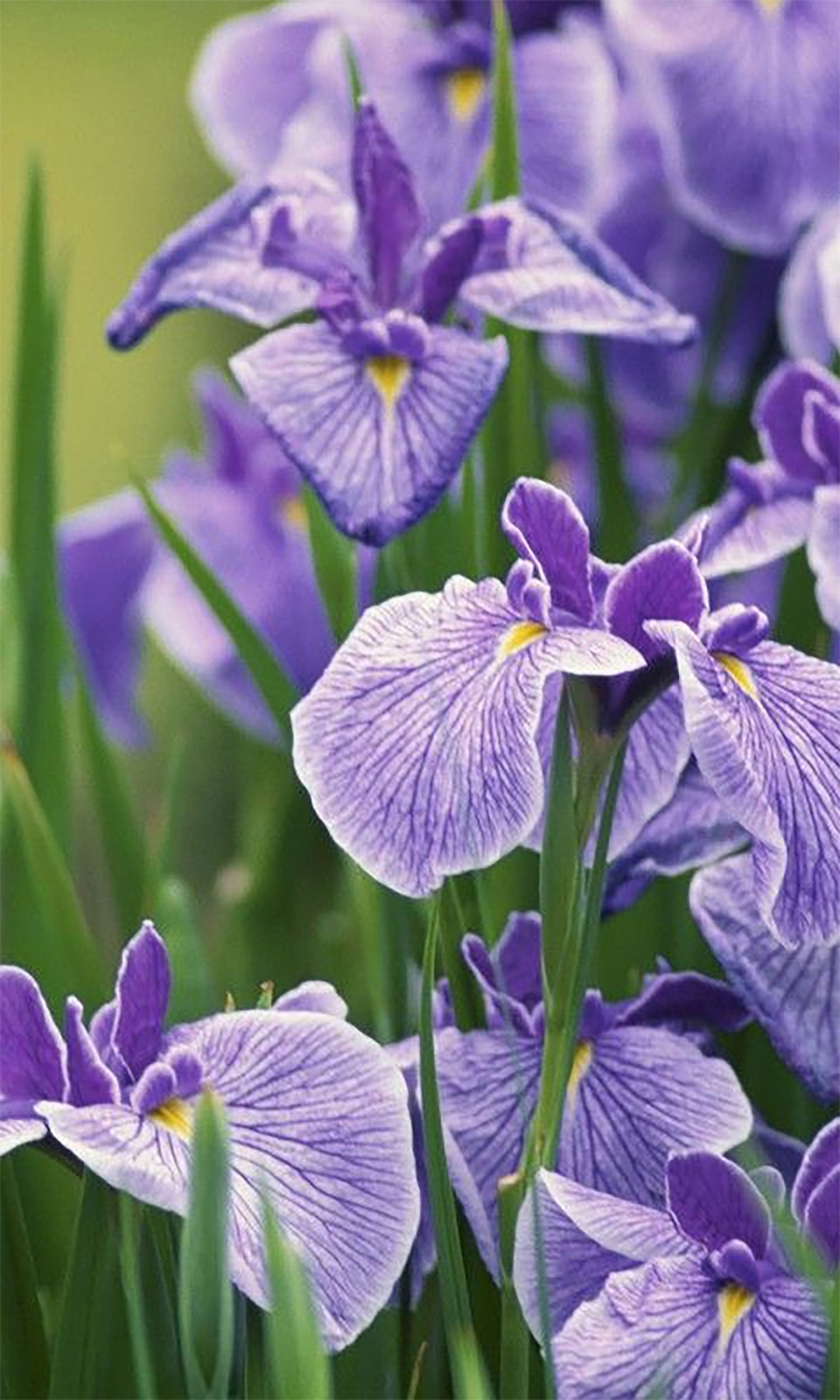 hinh-nen-hoa-tinh-ban-hoa-dien-vy