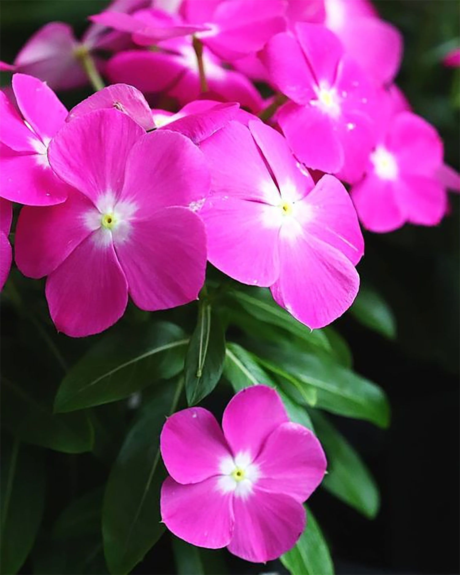 hinh-nen-hoa-tinh-ban-hoa-dua-can