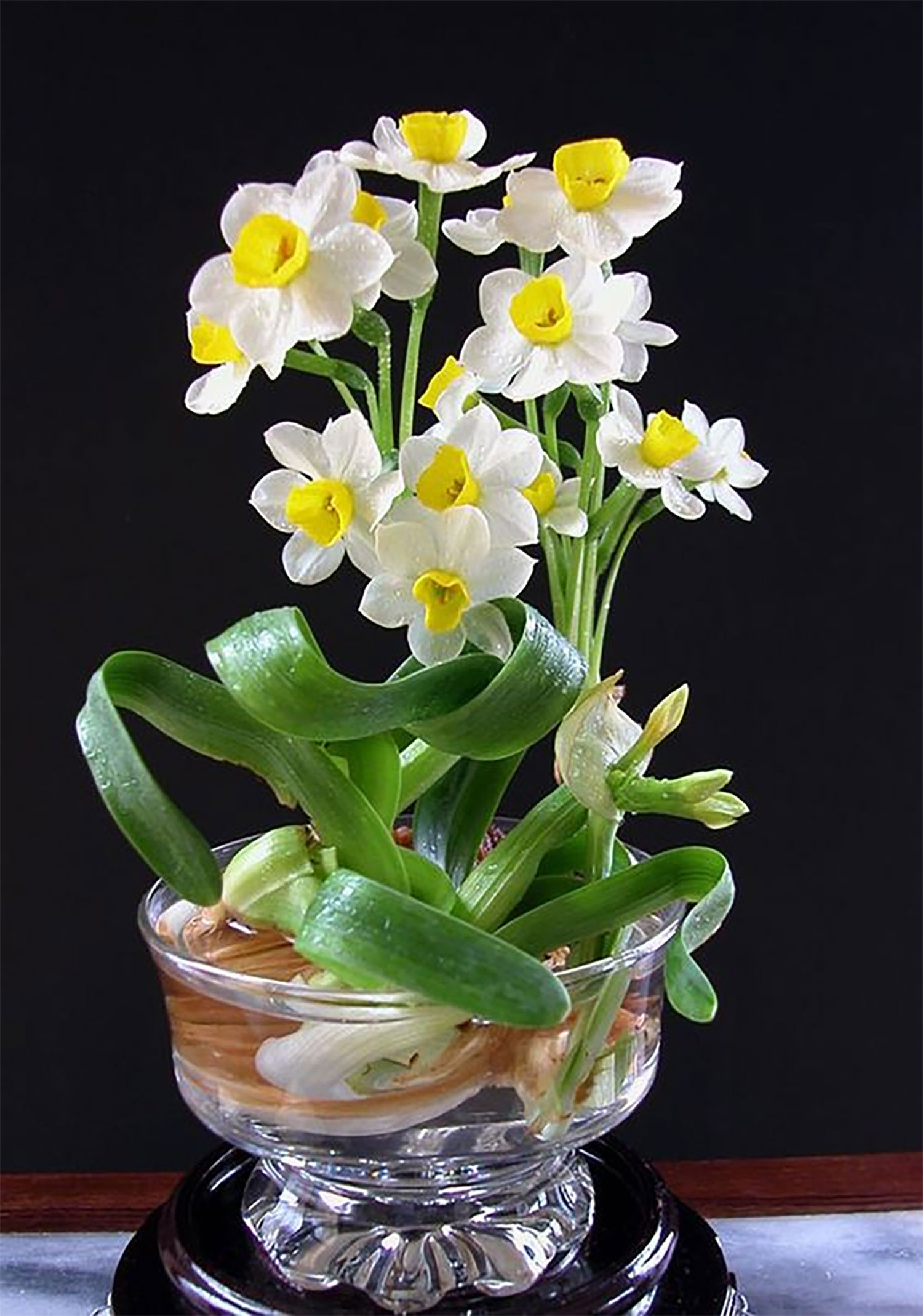 hinh-nen-hoa-tinh-ban-hoa-thuy-tien