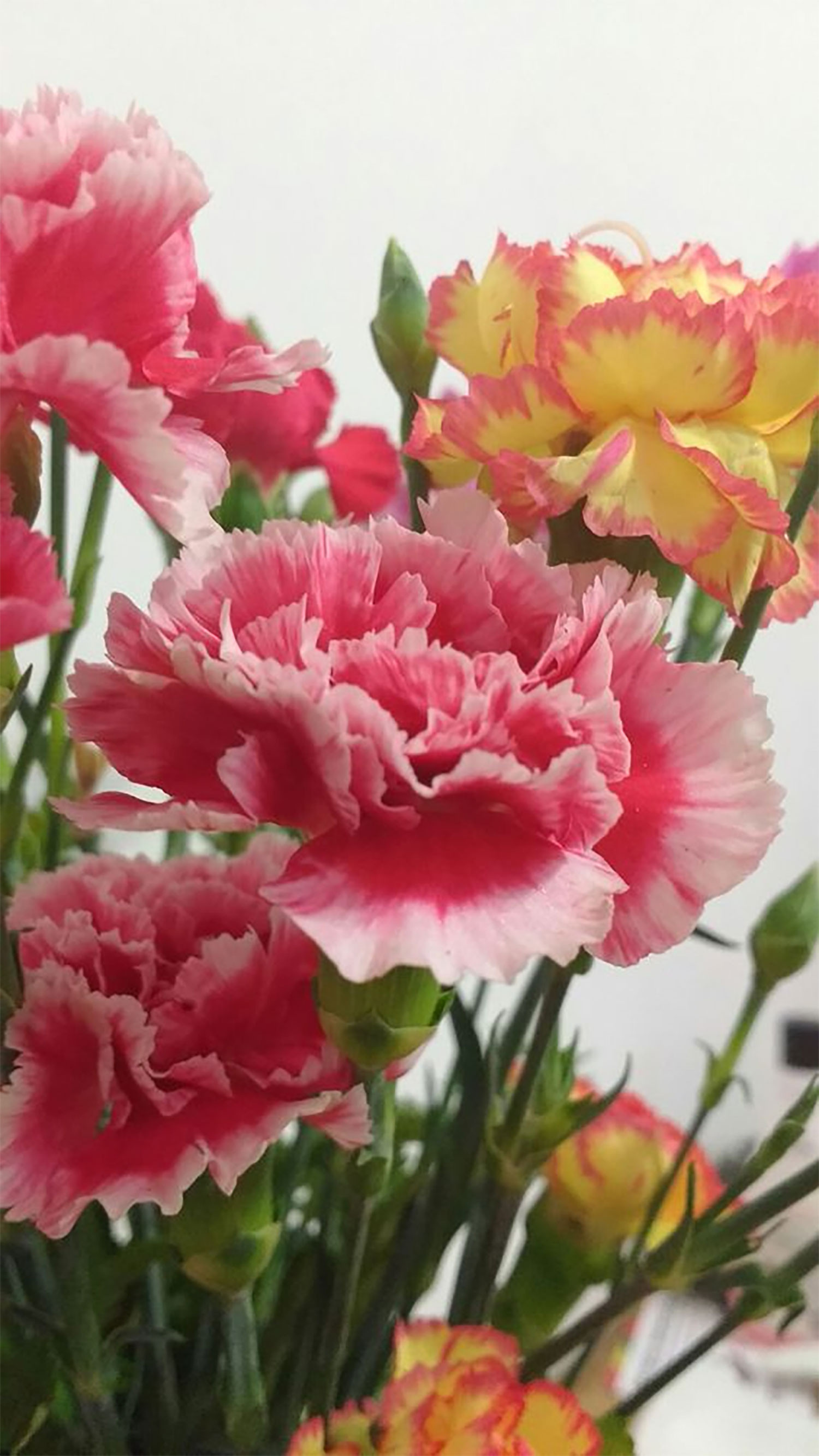 hinh-nen-hoa-phai-nu-hoa-cam-chuong