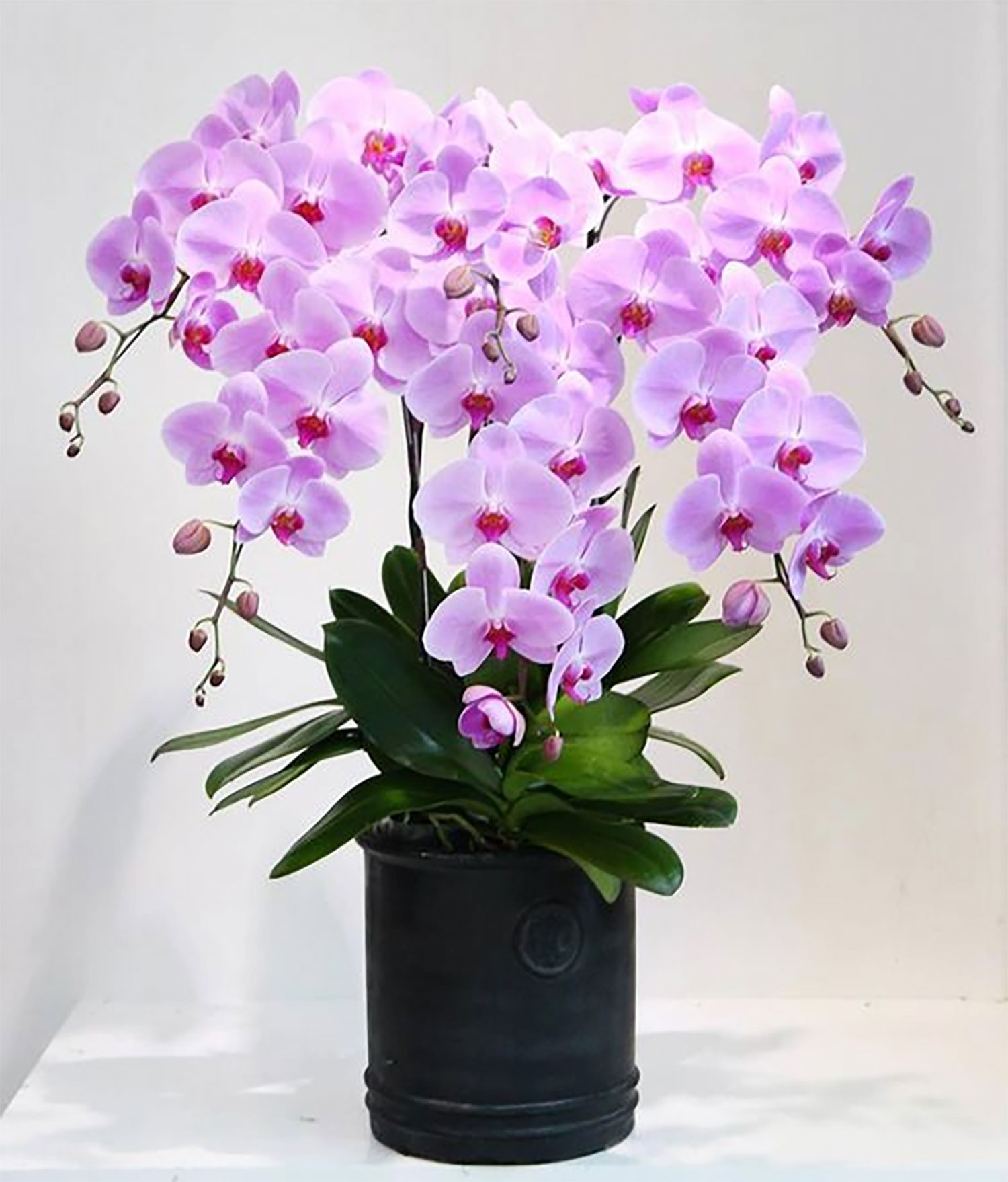 hinh-nen-hoa-phai-nu-hoa-lan