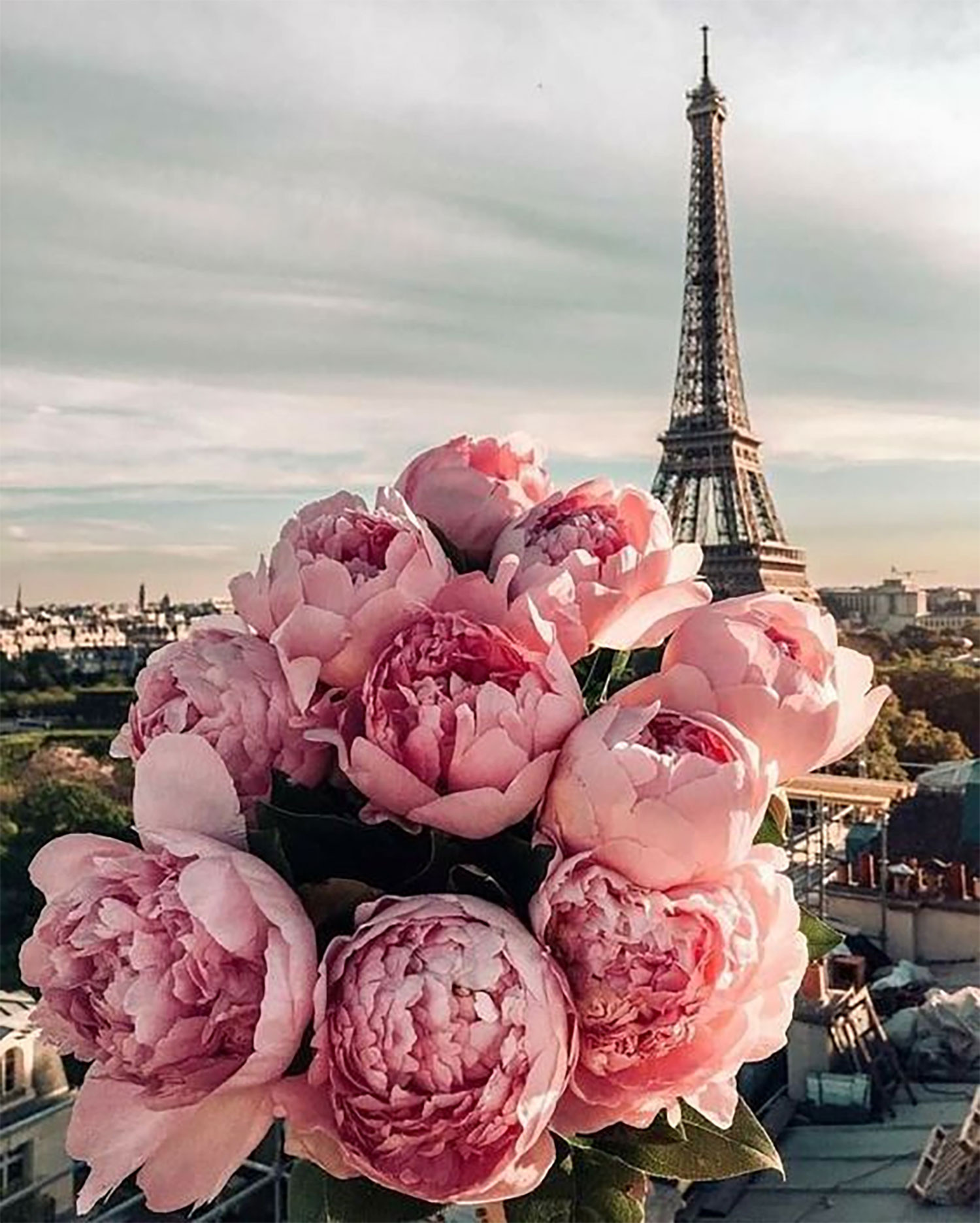 hinh-nen-hoa-phai-nu-mau-don