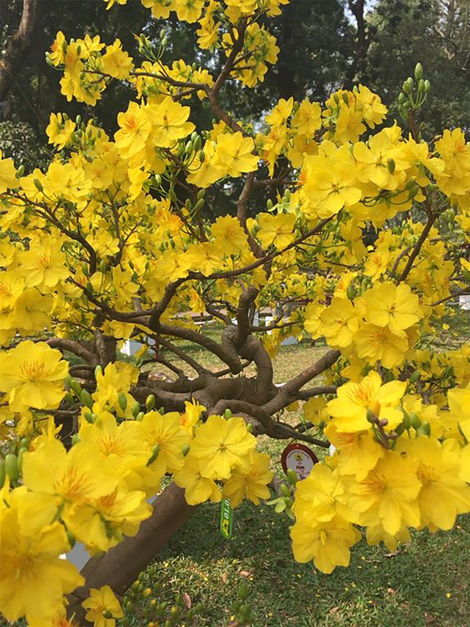 hinh-nen-hoa-viet-nam-hoa-mai