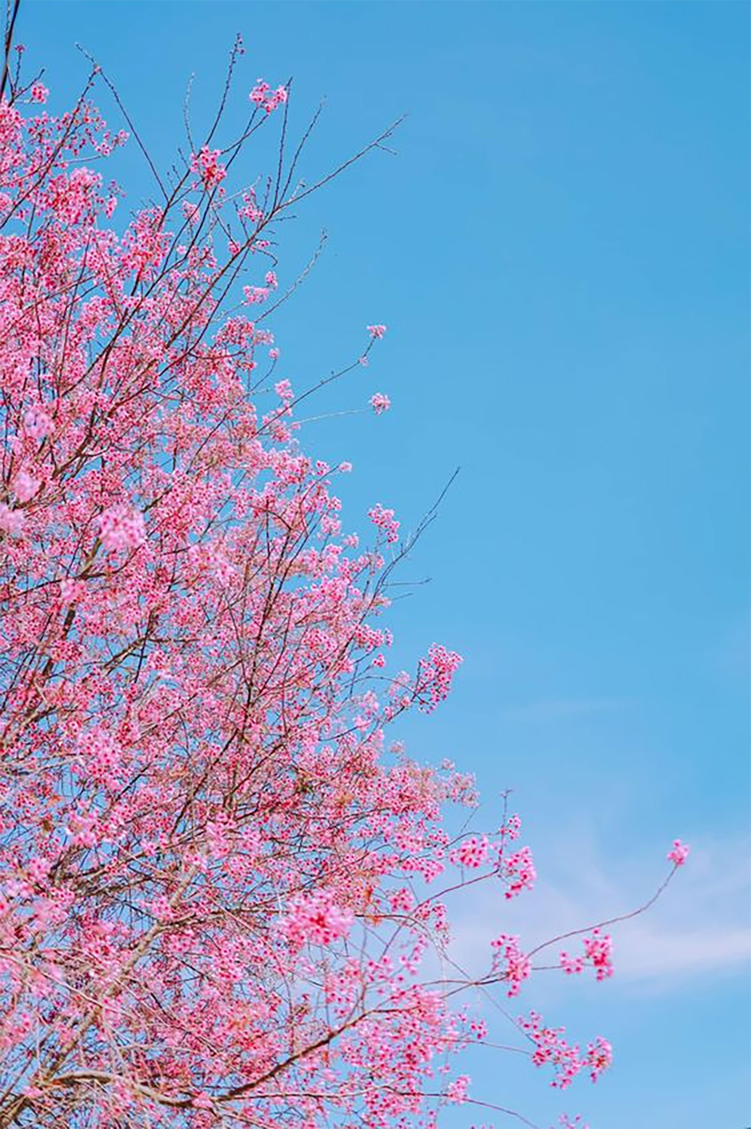 hinh-nen-hoa-may-man-hoa-anh-dao