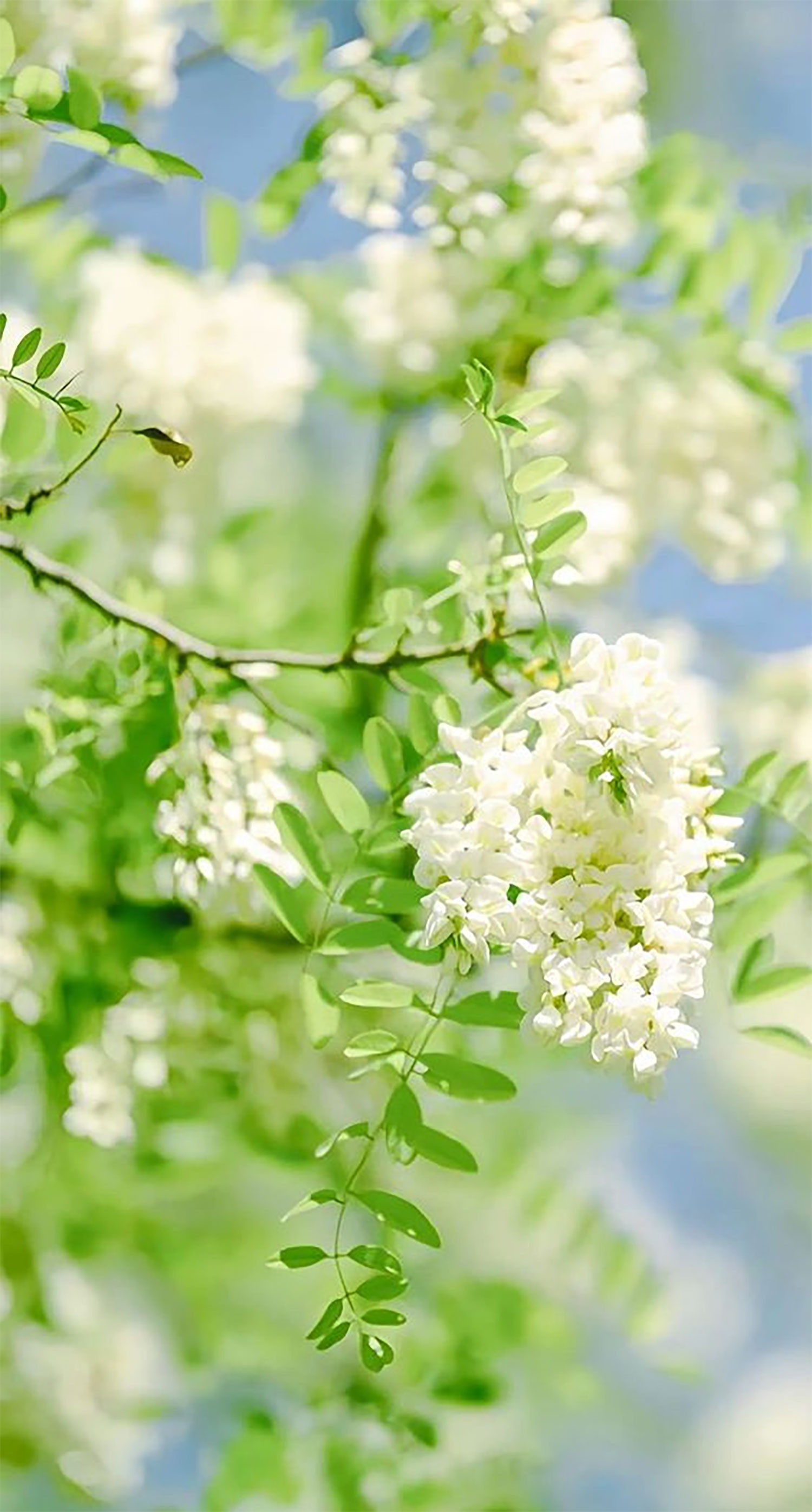 hinh-nen-hoa-tinh-yeu-luu-ly