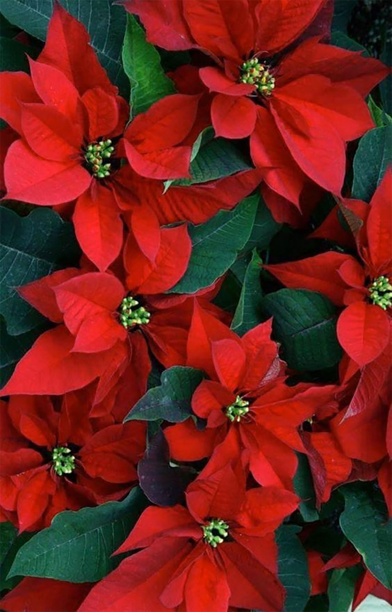 hinh-nen-hoa-trang-nguyen-thang12-12