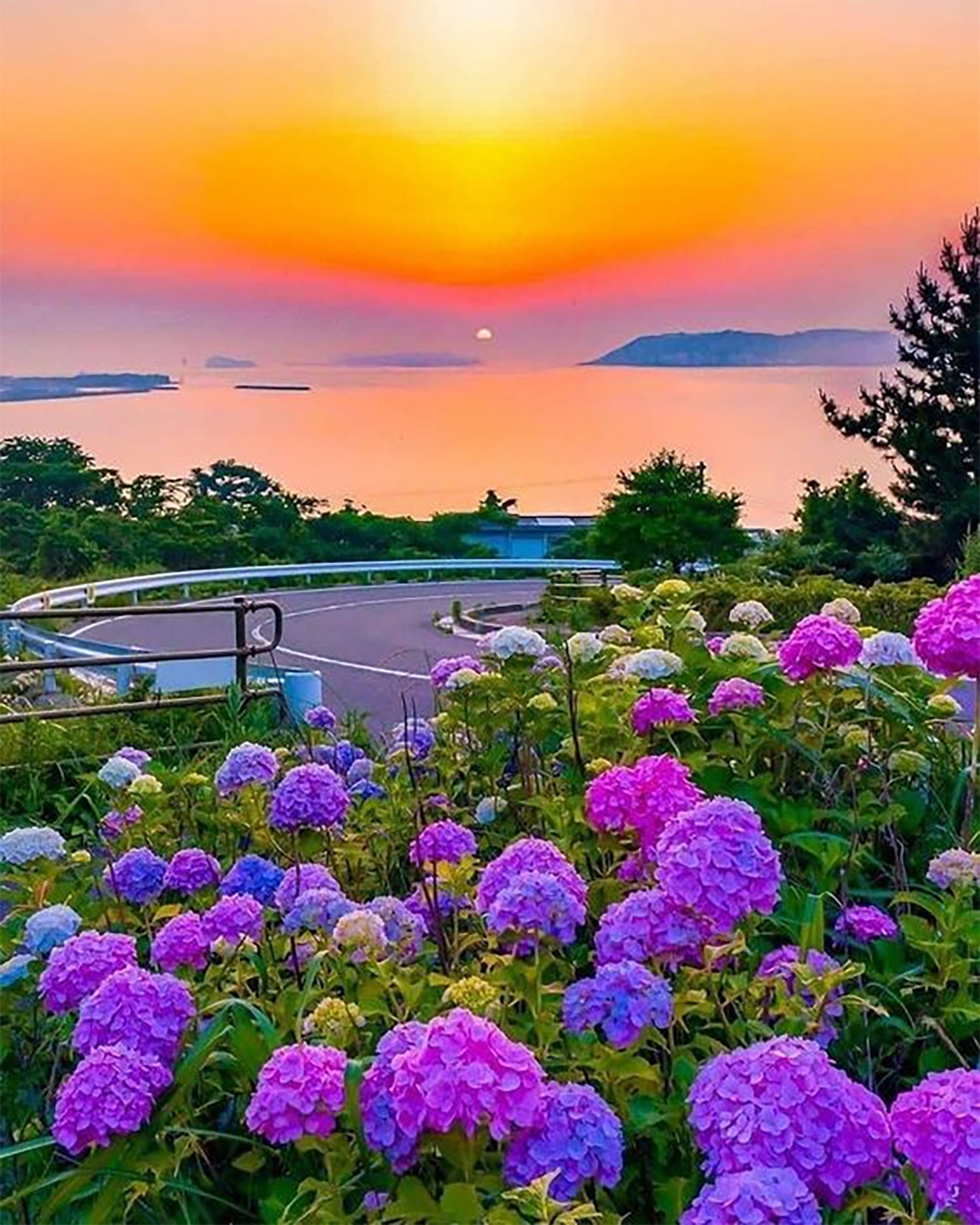 hinh-nen-hoa-tinh-mau-tu-cam-tu-cau