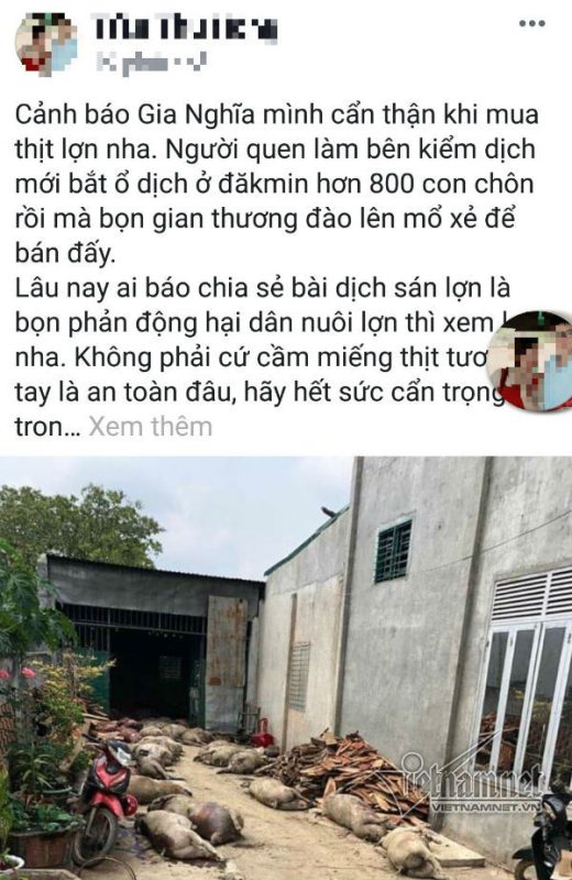 Thực hư cô gái tung tin 800 con lợn dịch bị đào xẻ thịt bán