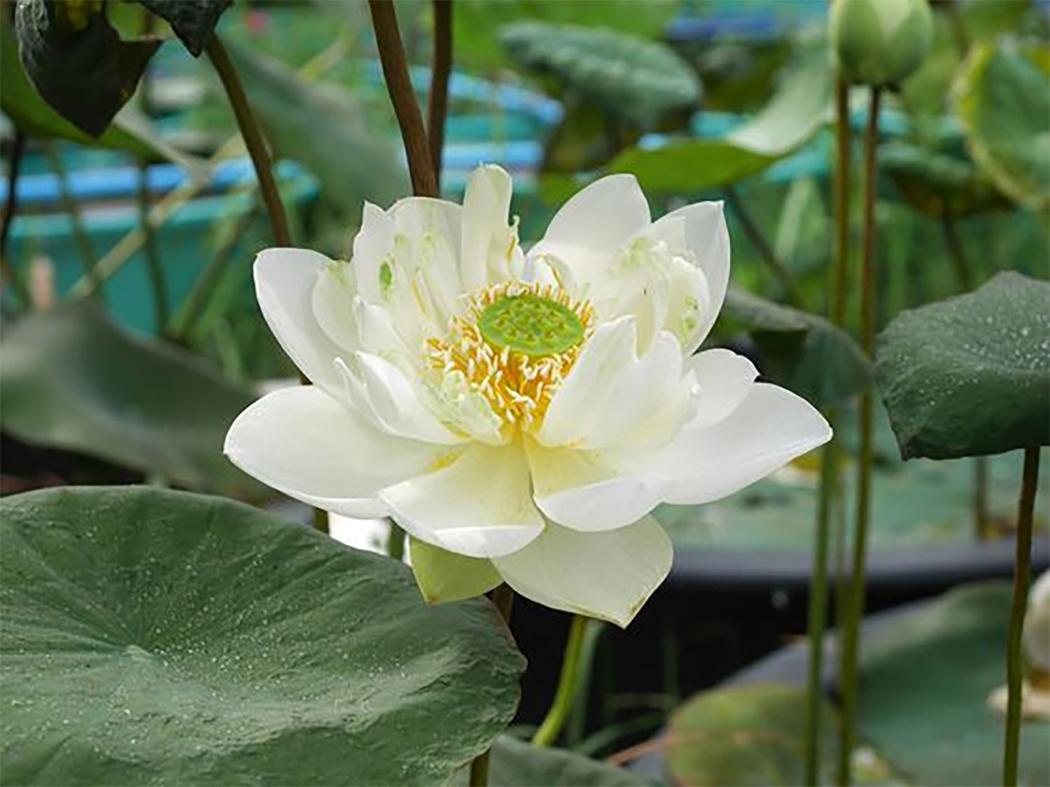 hinh-nen-hoa-sen-cho-may-tinh